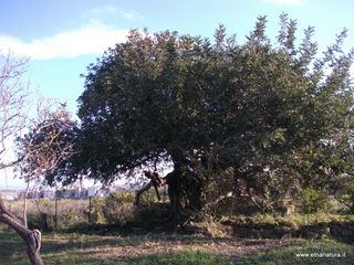 tapiccola-13-01-2013 09-20-06